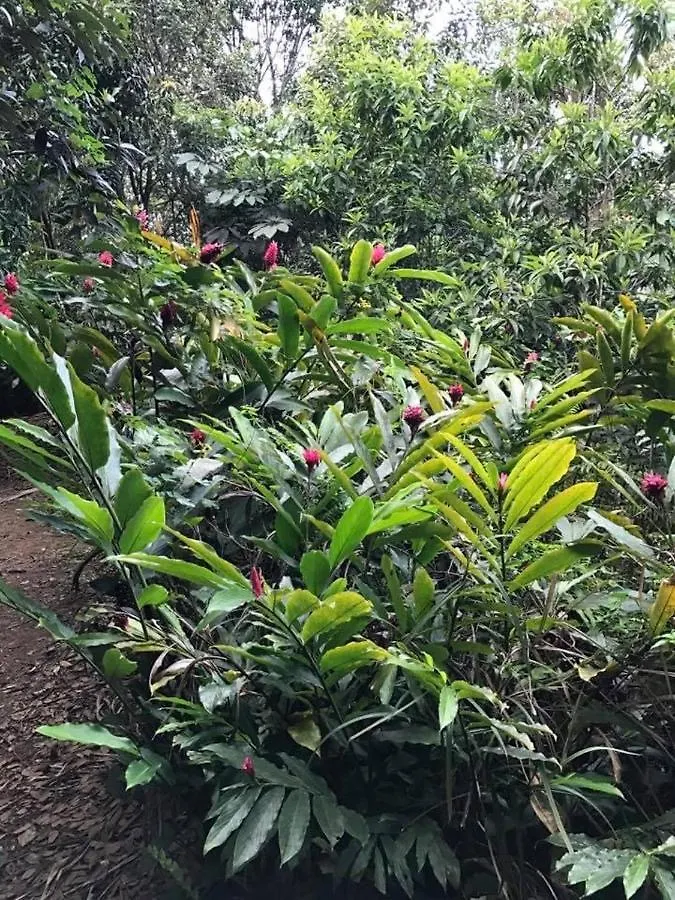 Lodge Serenity Rainforest Retreat Villa Fajardo Puerto Rico