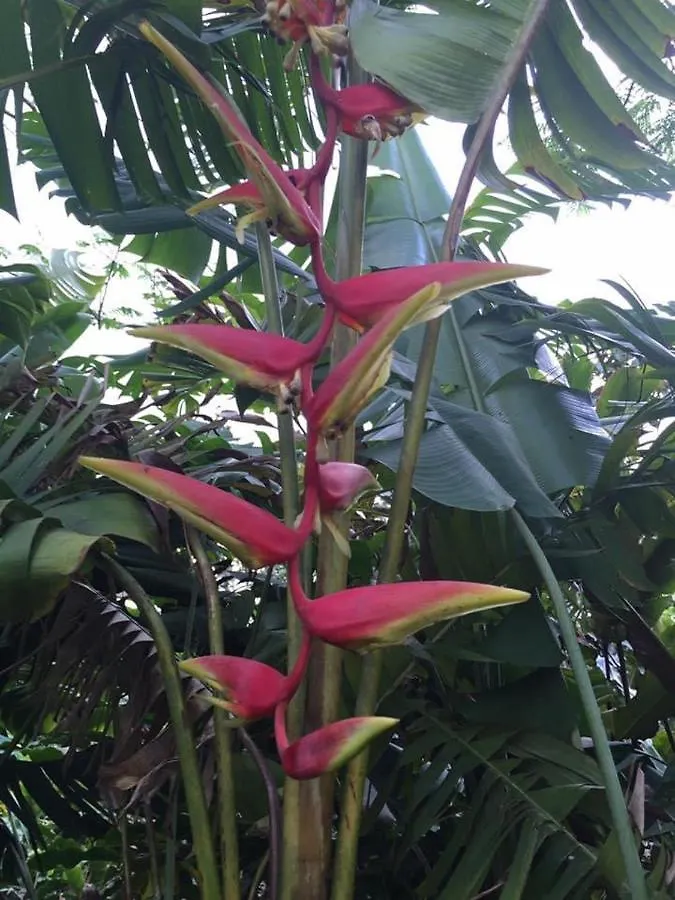 Serenity Rainforest Retreat Villa Fajardo 0*,  Puerto Rico